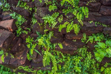 Bitkiler ve eski tuğlalar. Sarmaşıkla sarmalanmış eski tuğla duvar