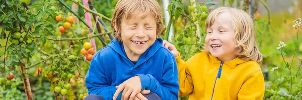 蔬菜园里的男孩和西红柿辣椒。家庭教育、儿童的自然教育、失学 — 图库照片