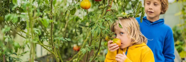 BANNER, LONG FORMAT Boys and tomatoes peppers in vegetable garden. Homeschooling, natural education of children, unschooling — Stock Photo, Image
