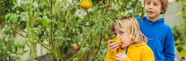 BANNER, LONG FORMAT Boys and tomatoes peppers in vegetable garden. Homeschooling, natural education of children, unschooling — Stock Photo, Image