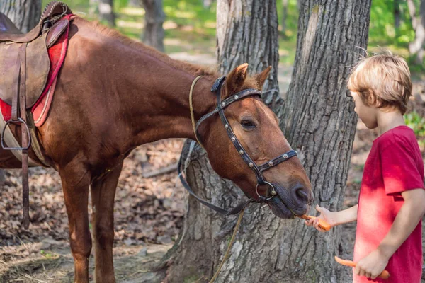 Jeune garçon nourrissant un petit morceau de carotte au cheval brun — Photo