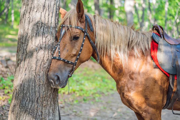 Un cavallo è legato ad un albero nella foresta — Foto Stock