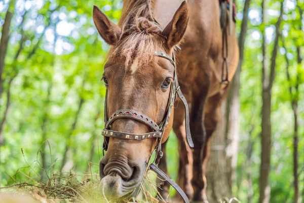 Cheval dans la forêt mangeant de l'herbe sèche — Photo