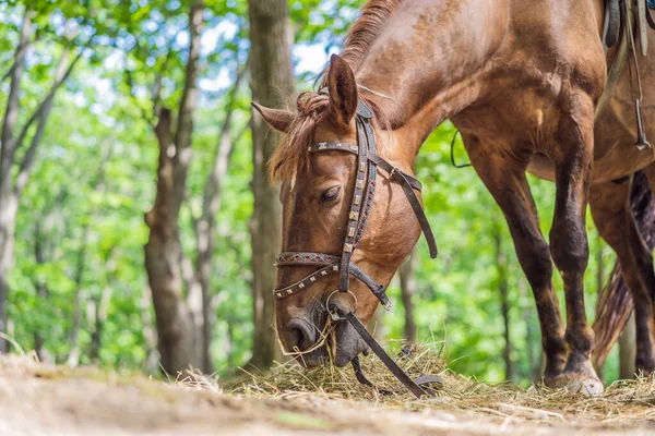 Caballo en el bosque comiendo hierba seca —  Fotos de Stock