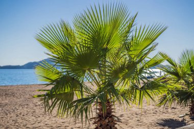 Yaz dönemi. Güneşli bir günde, palmiye yapraklarına, denize ve dağlara yakın. Perast. Karadağ
