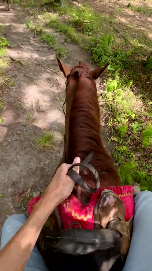 Vertical video. Point of view shot of a man riding a horse in a forest along with his family. Slowmotion video — Stock Video