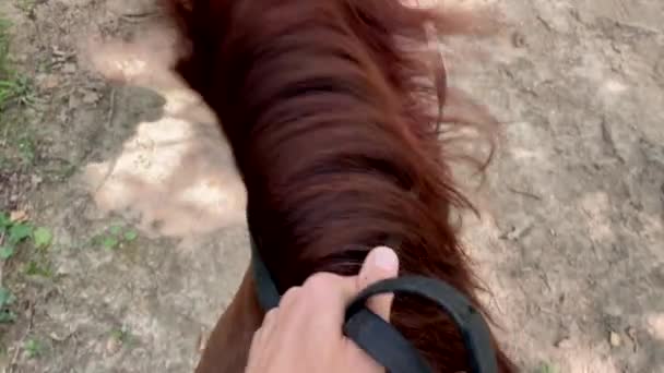Από την οπτική γωνία, ένας άντρας να ιππεύει ένα άλογο σε ένα δάσος μαζί με την οικογένειά του. Βίντεο με αργή κίνηση — Αρχείο Βίντεο