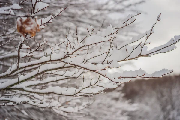 Espléndido paisaje en invierno. Fantástica mañana helada en el bosque. pinos cubiertos de nieve bajo la luz del sol. Fantástica montaña alta. Increíble fondo de invierno. Maravillosa escena de Navidad — Foto de Stock