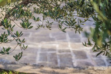 İtalya, zaman hasat zeytin ağacı. Gün batımı zeytin Bahçe, ayrıntı, metniniz için kopya alanı ile