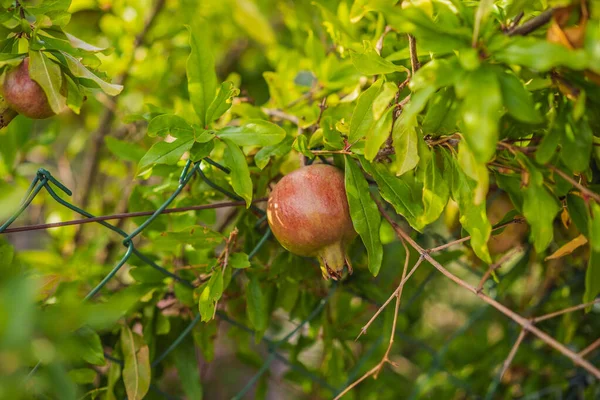 Спелые гранатовые плоды, свисающие на ветвях деревьев в саду. Концепция урожая. Закат. мягкий избирательный фокус, пространство для текста — стоковое фото