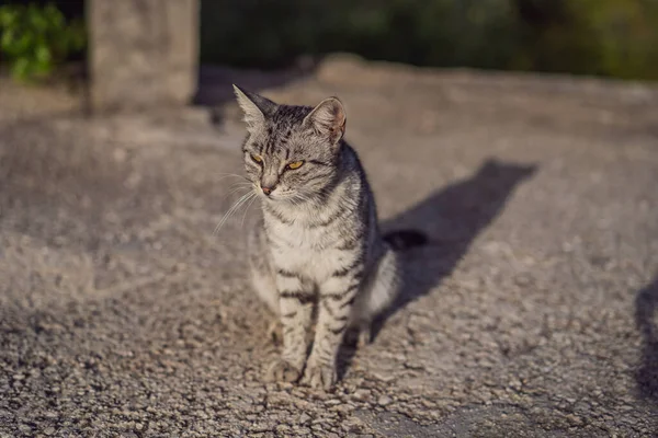 Šedá kočka kráčí venku v letní den — Stock fotografie