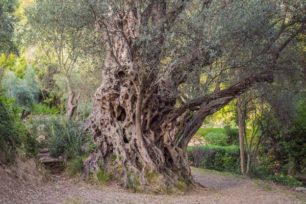 2000 years old olive tree: Stara Maslina in Budva, Montenegro. It is thought to be the oldest tree in Europe and is a tourist attraction. In the background the montenegrin mountains. Europe — Stock Photo, Image