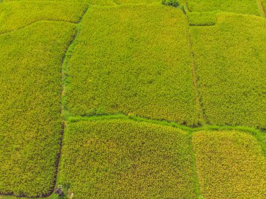 Su sezonunda güzel Teraslı pirinç alanı ve drone sulama görüntü, pirinç çeltik Üst görünümü