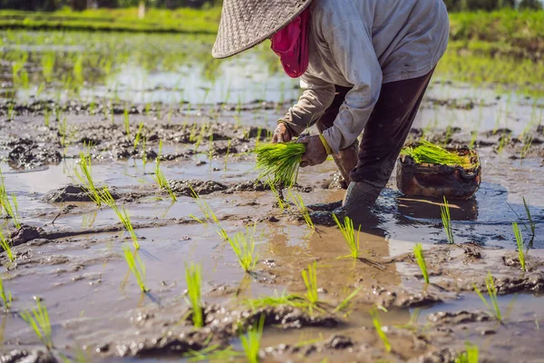 Organik çeltik pirinç tarım arazisi üzerinde çiftçi Ekim — Stok fotoğraf