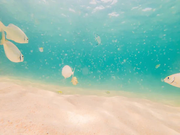 白い砂浜の美しい熱帯魚 — ストック写真