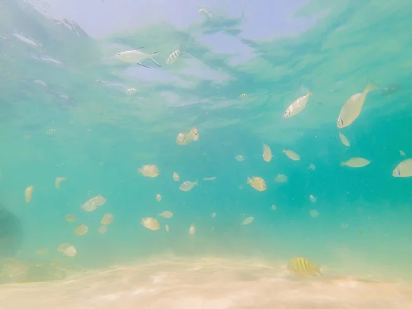 Beau poisson tropical sur la plage de sable blanc — Photo