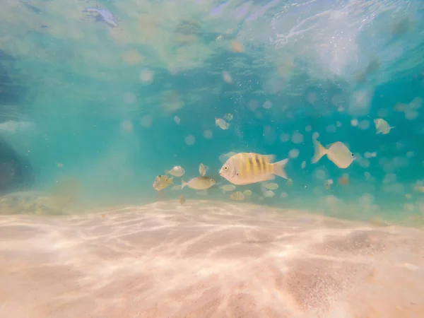 美丽的热带鱼在白色沙滩上 — 图库照片