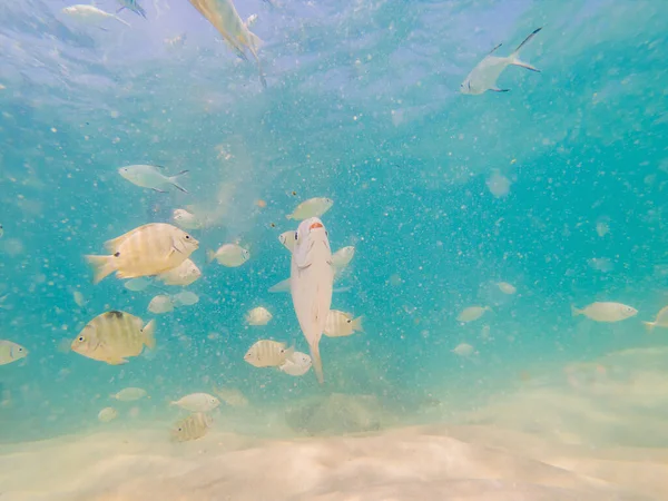 Hermosos peces tropicales en la playa de arena blanca — Foto de Stock