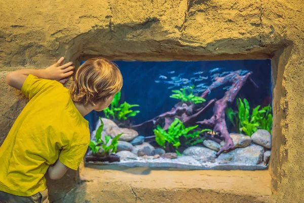 Ragazzino, bambino che guarda la secca dei pesci che nuotano nell'oceanario, bambini che si godono la vita subacquea in Acquario — Foto Stock