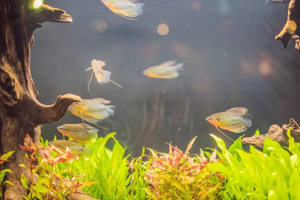 深緑色の水の中の水族館の魚 — ストック写真