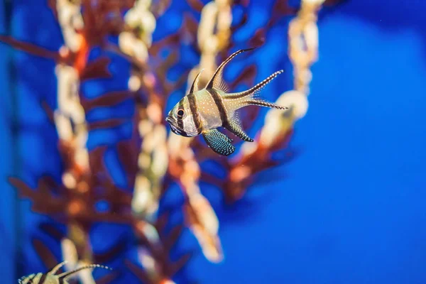 Aquarium bunte Fische in dunkelblauem Wasser — Stockfoto