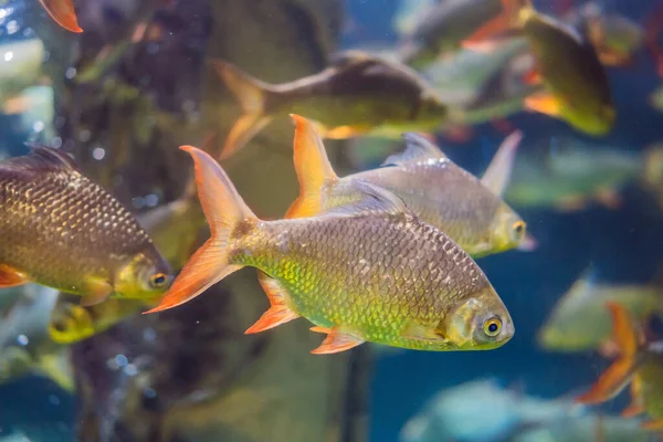 深緑色の水の中の水族館の魚 — ストック写真
