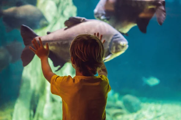 Küçük çocuk, oceanarium'da yüzen balık sürüsünün çocuk, Akvaryum'da sualtı yaşamının tadını çıkaran çocuklar — Stok fotoğraf