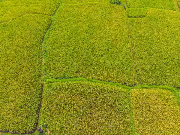 Imagem do belo campo de arroz Terraced na estação da água e irrigação de drone, vista superior de rices paddy — Fotografia de Stock
