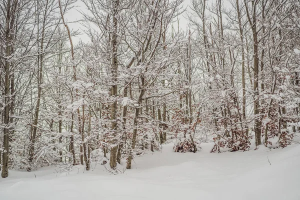 Υπέροχο σκηνικό το χειμώνα. Φανταστικό παγωμένο πρωινό στο δάσος. χιονισμένα πεύκα κάτω από το φως του ήλιου. Φανταστικά βουνά. Καταπληκτικό χειμερινό υπόβαθρο. Υπέροχη Χριστουγεννιάτικη σκηνή — Φωτογραφία Αρχείου