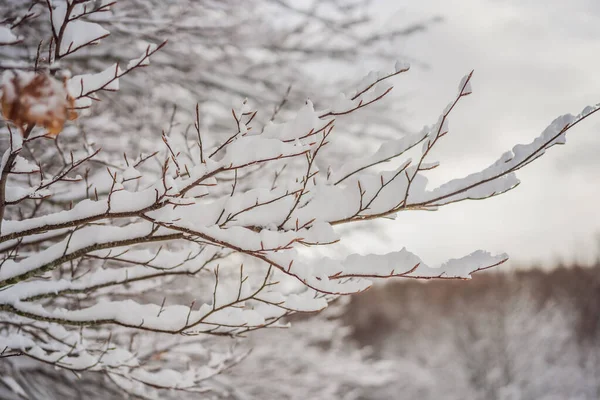 Espléndido paisaje en invierno. Fantástica mañana helada en el bosque. pinos cubiertos de nieve bajo la luz del sol. Fantástica montaña alta. Increíble fondo de invierno. Maravillosa escena de Navidad — Foto de Stock