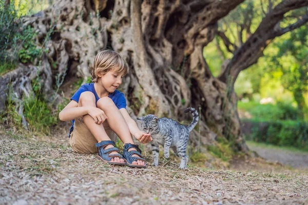2000年前のオリーブの木を見ている男の子観光客と猫:モンテネグロのブドヴァにあるStara Maslina 。ヨーロッパで最も古い木と考えられ、観光名所です。背景には — ストック写真