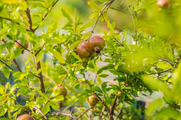 Спелые гранатовые плоды, свисающие на ветвях деревьев в саду. Концепция урожая. Закат. мягкий избирательный фокус, пространство для текста — стоковое фото