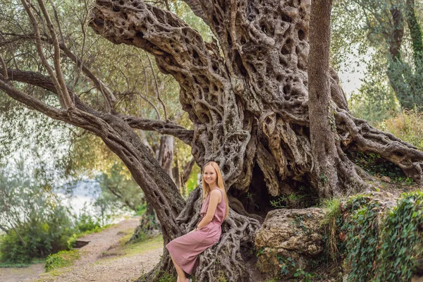 Mulher turista olhando para 2000 anos oliveira: Stara Maslina em Budva, Montenegro. Acredita-se ser a árvore mais antiga da Europa e é uma atração turística. No fundo o montenegrin — Fotografia de Stock