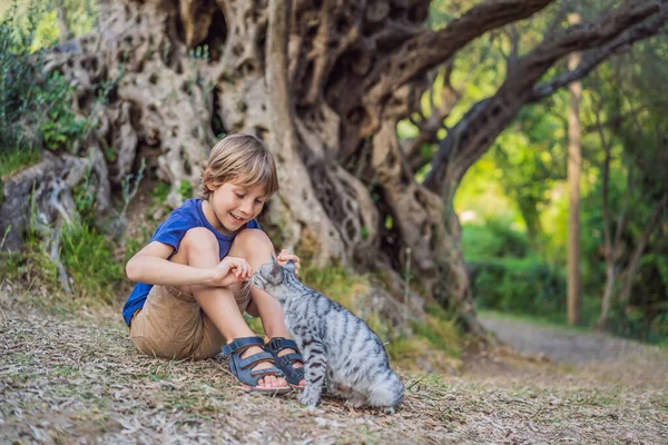 Chłopiec turysta i kot patrząc na 2000 lat drzewa oliwnego: Stara Maslina w Budva, Czarnogóra. Uważany jest za najstarsze drzewo w Europie i jest atrakcją turystyczną. W tle... — Zdjęcie stockowe