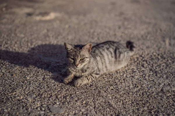 Γκρι γάτα που περπατά έξω μια καλοκαιρινή μέρα — Φωτογραφία Αρχείου