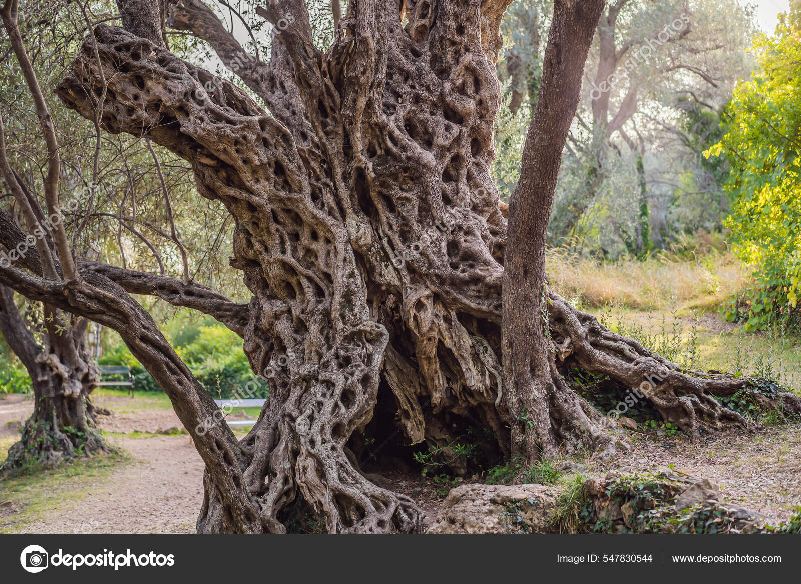 2000 Лет Оливковое Дерево: Стара Маслина В Будве, Черногория.