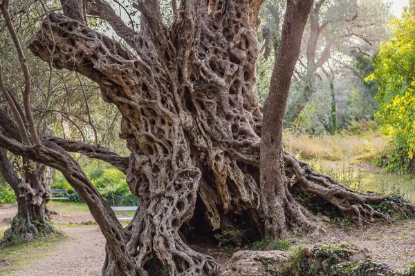 2000 jaar oude olijfboom: Stara Maslina in Budva, Montenegro. Het wordt beschouwd als de oudste boom van Europa en is een toeristische trekpleister. Op de achtergrond het Montenegrin gebergte. Europa — Stockfoto