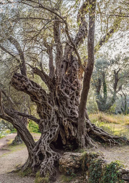2000 jaar oude olijfboom: Stara Maslina in Budva, Montenegro. Het wordt beschouwd als de oudste boom van Europa en is een toeristische trekpleister. Op de achtergrond het Montenegrin gebergte. Europa — Stockfoto