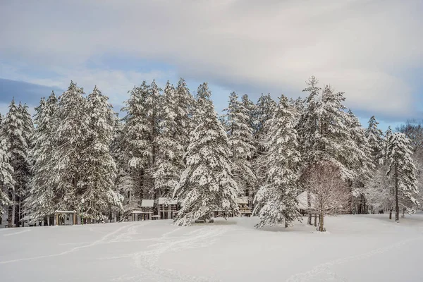 Υπέροχο σκηνικό το χειμώνα. Φανταστικό παγωμένο πρωινό στο δάσος. χιονισμένα πεύκα κάτω από το φως του ήλιου. Φανταστικά βουνά. Καταπληκτικό χειμερινό υπόβαθρο. Υπέροχη Χριστουγεννιάτικη σκηνή — Φωτογραφία Αρχείου
