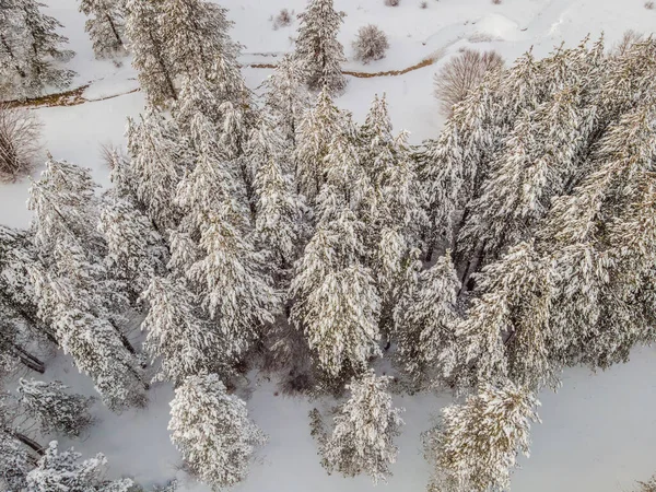 Αεροφωτογραφία χειμερινού πευκοδάσους καλυμμένου με χιόνι. Αεροφωτογραφία ενός χειμερινού τοπίου. Χιονισμένο δάσος — Φωτογραφία Αρχείου