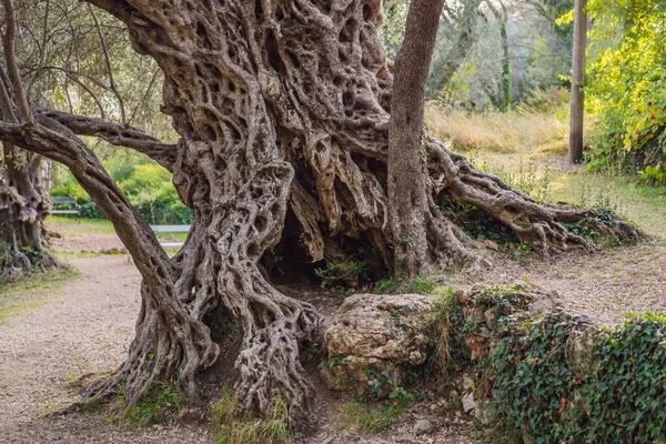 2000 років оливкове дерево: Стара Масліна в Будді, Чорногорія. Вважається, що це найдавніше дерево в Європі і є визначною пам'яткою туризму. На задньому плані гори Тенегрін. Європа — стокове фото