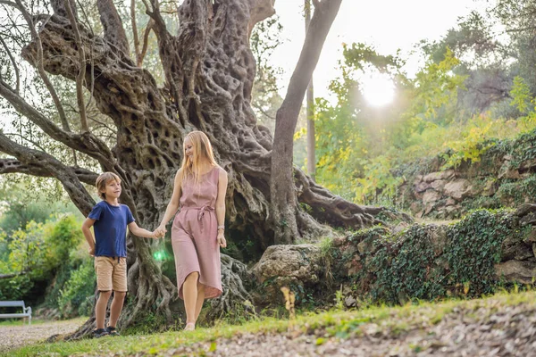 Mom and son tourists looking at 2000 years old olive tree: Stara Maslina in Budva, Montenegro. It is thought to be the oldest tree in Europe and is a tourist attraction. In the background the — Stock Photo, Image