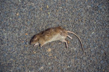 Dead rat on the pavement in the city