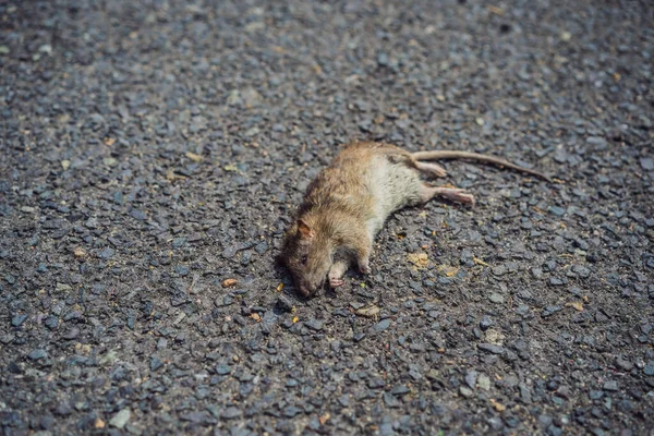 Topo morto sul marciapiede della città — Foto Stock