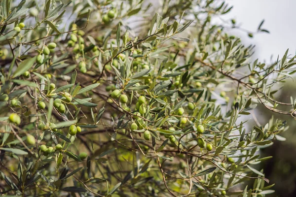 Krzew oliwek. Owoce oliwek na krzakach. Oliwki zielone — Zdjęcie stockowe