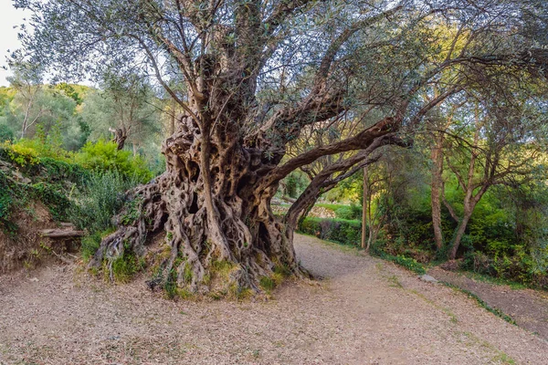 2000 år gammalt olivträd: Stara Maslina i Budva, Montenegro. Det anses vara det äldsta trädet i Europa och är en turistattraktion. I bakgrunden de montenegrinska bergen. Europa — Stockfoto