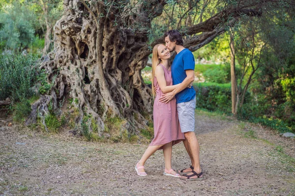 Mann und Frau betrachten 2000 Jahre alten Olivenbaum: Stara Maslina in Budva, Montenegro. Er gilt als ältester Baum Europas und ist eine Touristenattraktion. Im Hintergrund die — Stockfoto