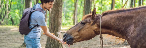 Молодой человек скармливает маленький кусочек моркови коричневому коню Баннеру, длинному формату — стоковое фото
