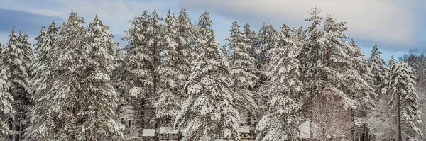 BANNER, Long Format Υπέροχο σκηνικό το χειμώνα. Φανταστικό παγωμένο πρωινό στο δάσος. χιονισμένα πεύκα κάτω από το φως του ήλιου. Φανταστικά βουνά. Καταπληκτικό χειμερινό υπόβαθρο. Υπέροχα Χριστούγεννα. — Φωτογραφία Αρχείου