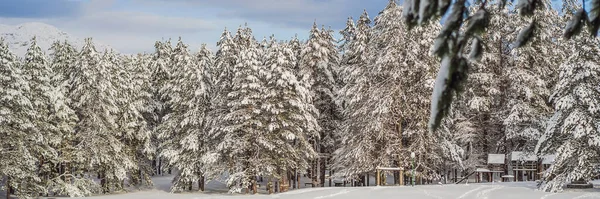 BANNER, Long Format Υπέροχο σκηνικό το χειμώνα. Φανταστικό παγωμένο πρωινό στο δάσος. χιονισμένα πεύκα κάτω από το φως του ήλιου. Φανταστικά βουνά. Καταπληκτικό χειμερινό υπόβαθρο. Υπέροχα Χριστούγεννα. — Φωτογραφία Αρχείου